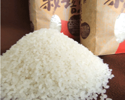 いちじょう米（品種：にこまる）